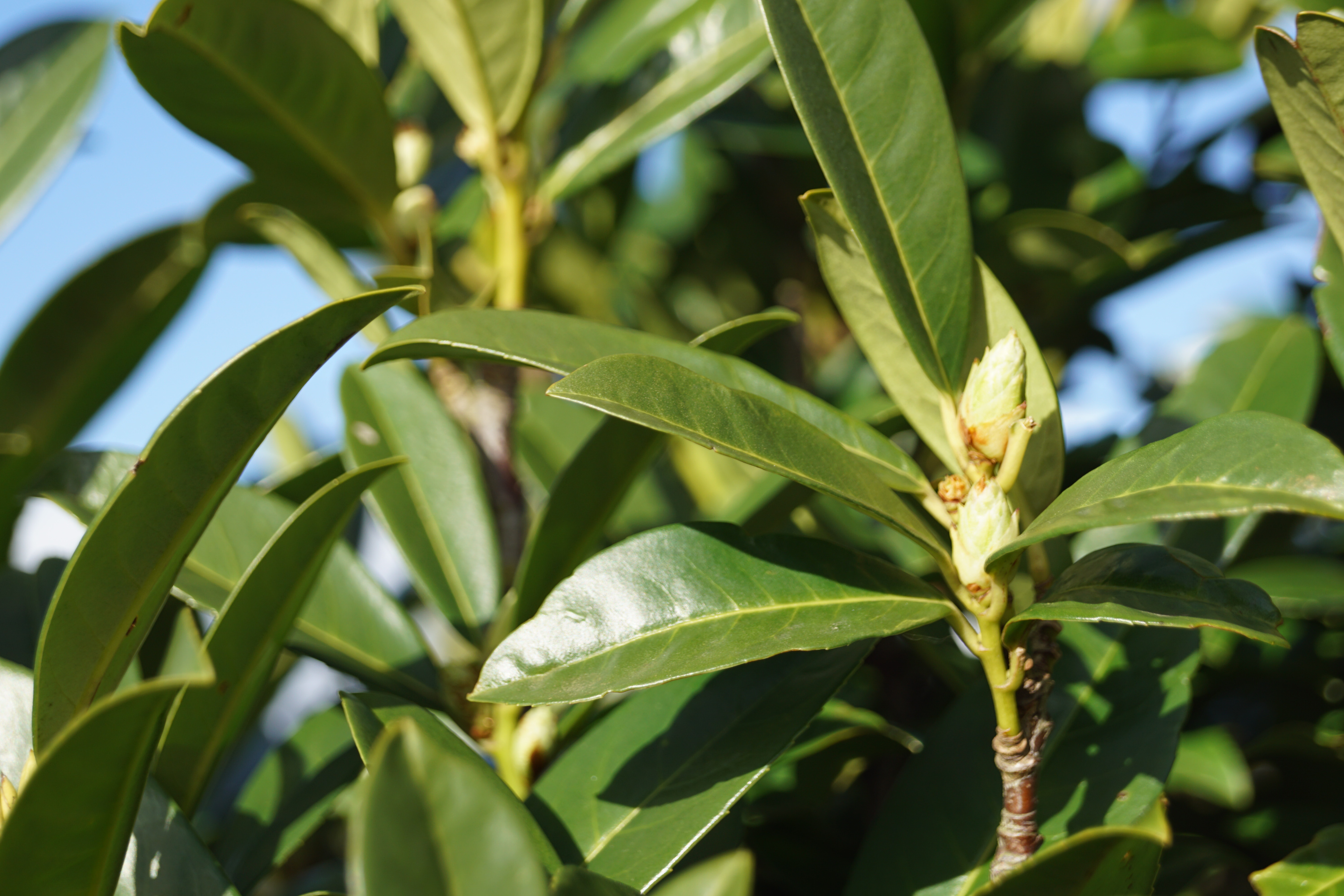 Prunus laurocerasus 'Greentorch' (4)-1